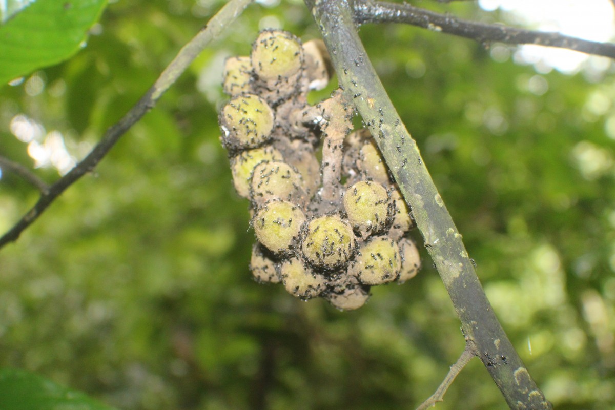 Monoon acuminatum (Thwaites) B.Xue & R.M.K.Saunders